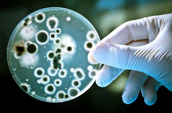 Как бактерии выживают после антибиотиков?