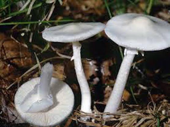 Ядовитые грибы разрушают печень