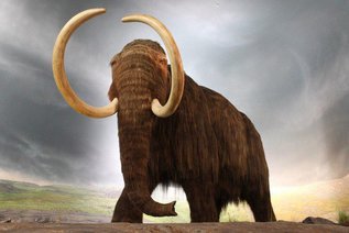 Ученые из СВФУ проводят начальный этап клонирования мамонтов