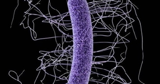Новое исследование показало, что clostridium difficile вызывает более чем 15 000 смертей в США